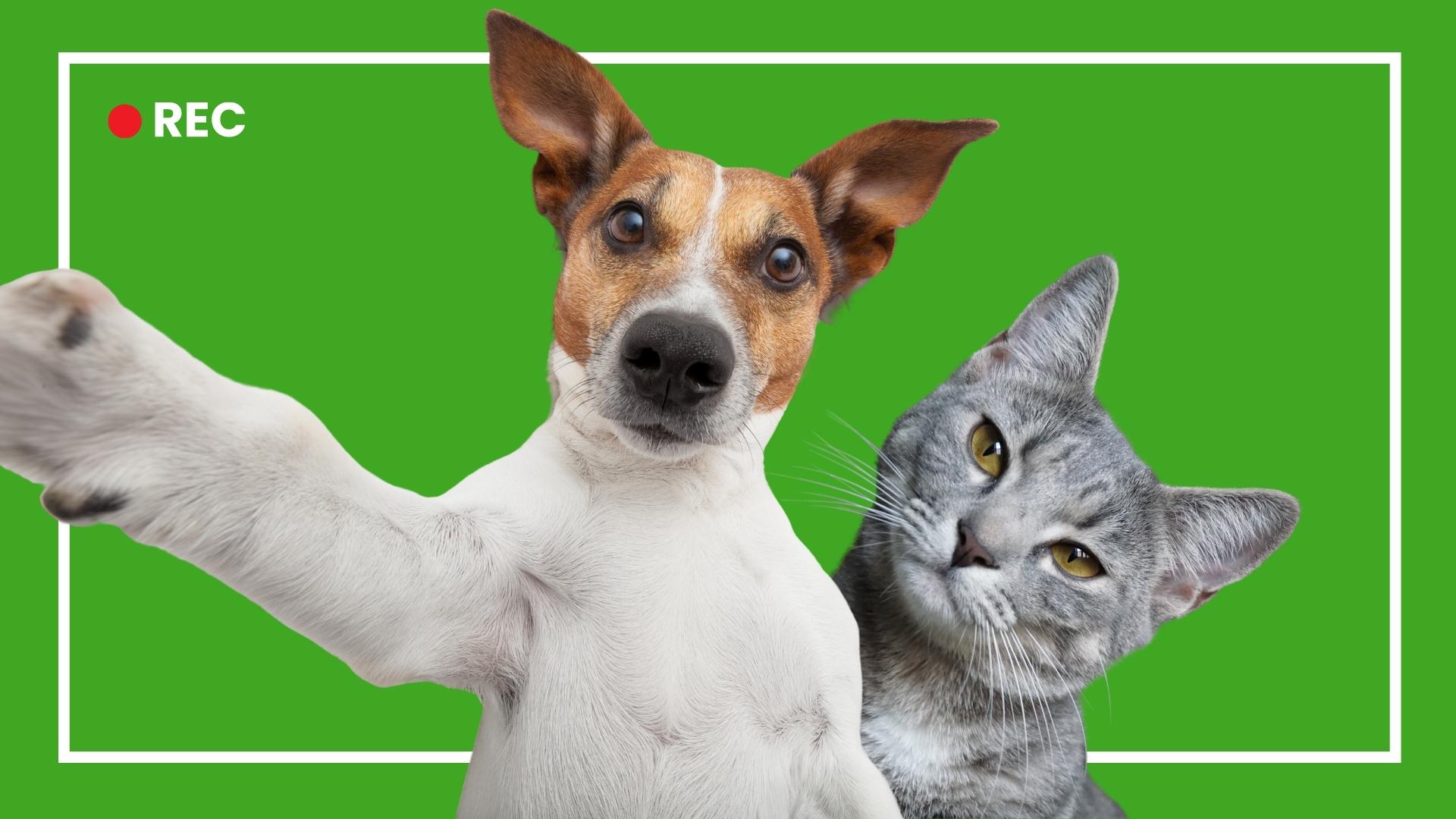 Novelty video clip - 2 min. Novelty video clip - 2 min.